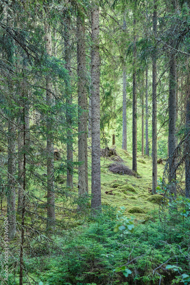 Sunlight falling through a forest of pine trees. Trees and moss on the forest floor Sunlight falling through a forest of pine trees. Trees and moss on the forest floor