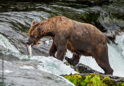 Alaska Peninsula brown bear (Ursus arctos horribilis) is catching salmon in the river. USA. Alaska. Katmai National Park.