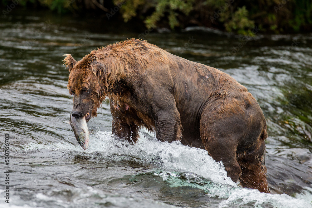 Alaska Peninsula brown bear (Ursus arctos horribilis) is catching salmon in the river. USA. Alaska. Katmai National Park. Alaska Peninsula brown bear (Ursus arctos horribilis) is catching salmon in the river. USA. Alaska. Katmai National Park.