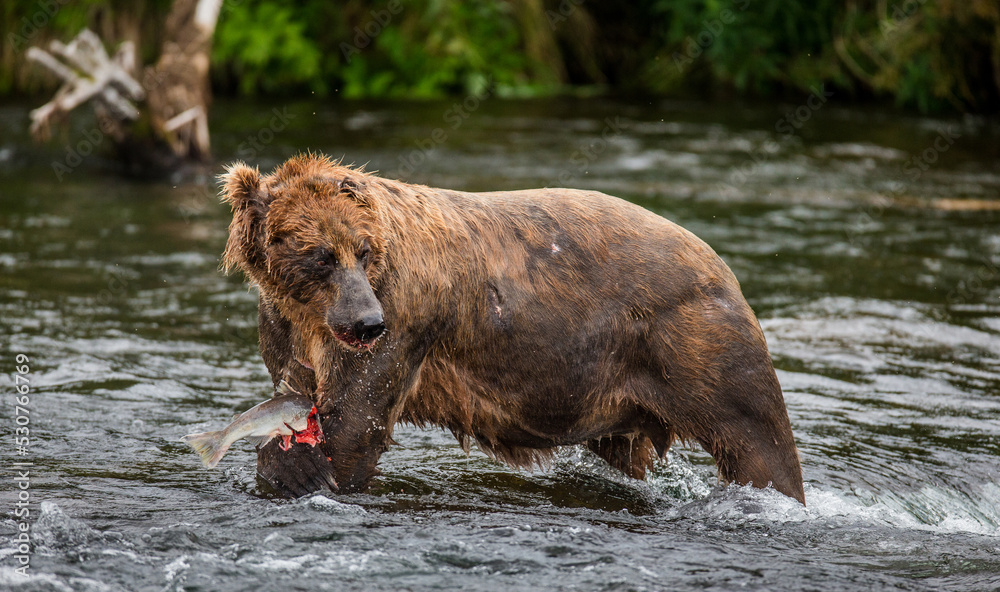 Alaska Peninsula brown bear (Ursus arctos horribilis) is catching salmon in the river. USA. Alaska. Katmai National Park. Alaska Peninsula brown bear (Ursus arctos horribilis) is catching salmon in the river. USA. Alaska. Katmai National Park.
