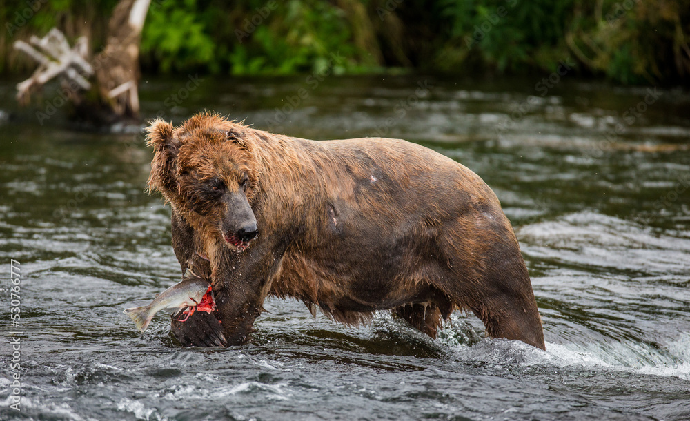 Alaska Peninsula brown bear (Ursus arctos horribilis) is catching salmon in the river. USA. Alaska. Katmai National Park. Alaska Peninsula brown bear (Ursus arctos horribilis) is catching salmon in the river. USA. Alaska. Katmai National Park.