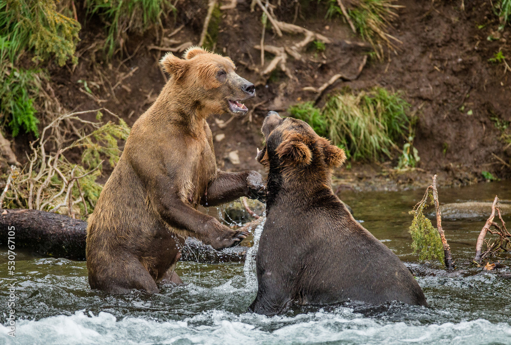Two Alaska Peninsula brown bears (Ursus arctos horribilis) are playing with each other in the water. USA. Alaska. Katmai National Park.