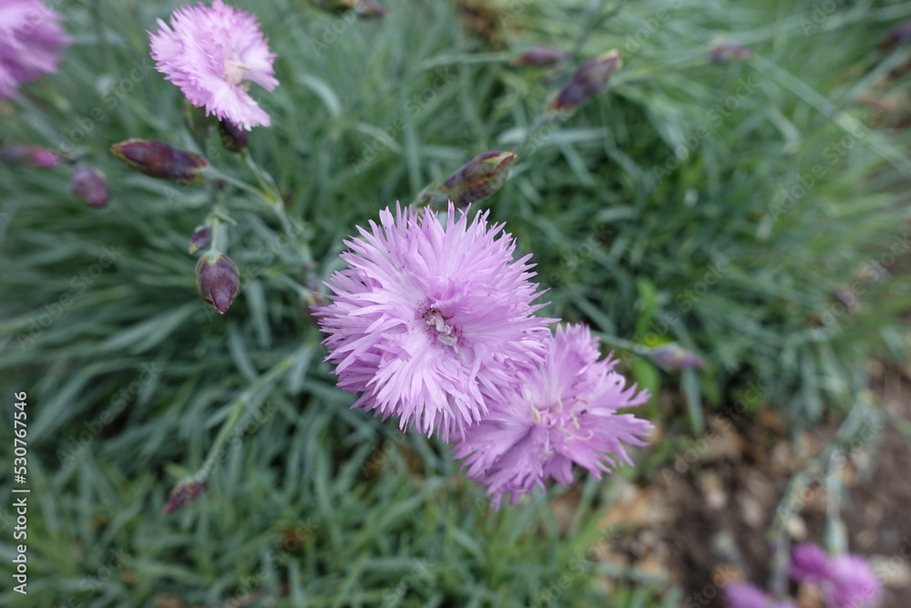 Fototapeta premium Pair of light pink flowers of polymerous Dianthus in May
