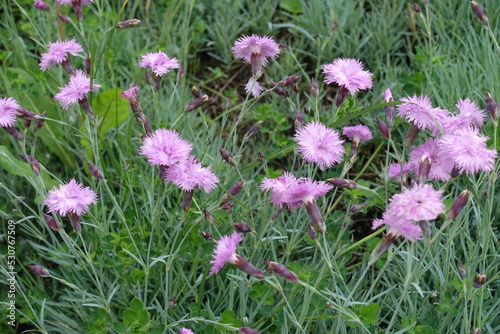 Multiple light pink flowers and buds of polymerous Dianthus in May