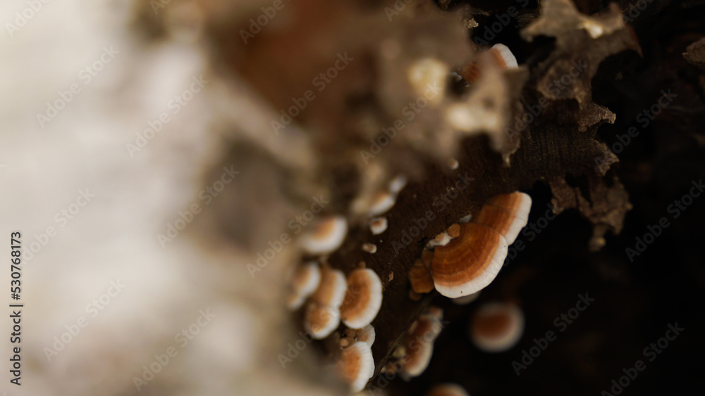 Wild mushrooms that grow on tree stumps after continuous rain.