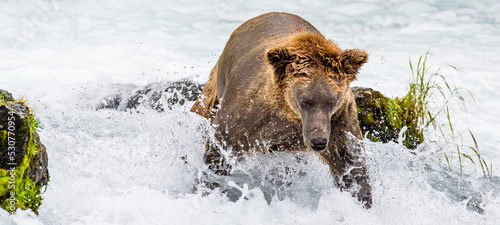 Alaska Peninsula brown bear (Ursus arctos horribilis) is catching salmon in the river. USA. Alaska. Katmai National Park. photo