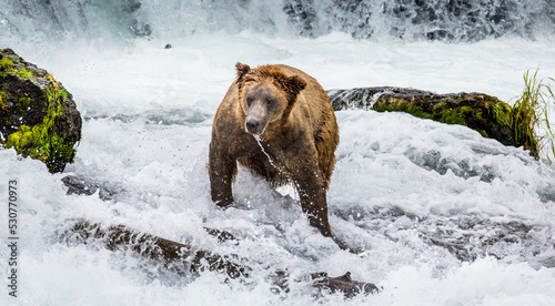 Alaska Peninsula brown bear  Ursus arctos horribilis  is catching salmon in the river. USA. Alaska. Katmai National Park.
