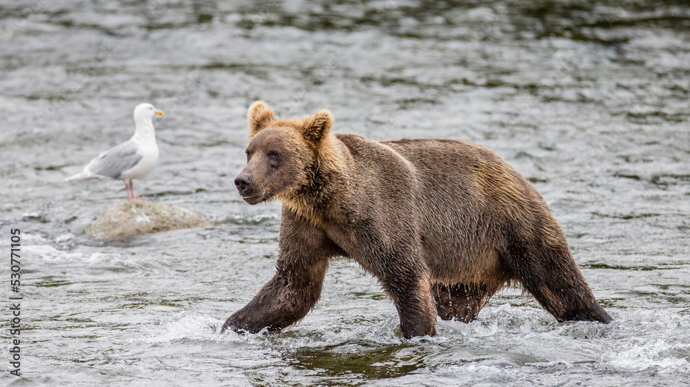 Alaska Peninsula brown bear (Ursus arctos horribilis) is walking along the river. USA. Alaska. Katmai National Park. Alaska Peninsula brown bear (Ursus arctos horribilis) is walking along the river. USA. Alaska. Katmai National Park.