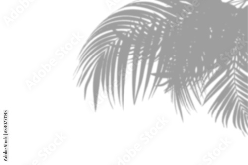 PALM SHADOWS | HOJAS DE PALMERA