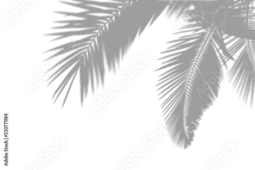 PALM SHADOWS | HOJAS DE PALMERA