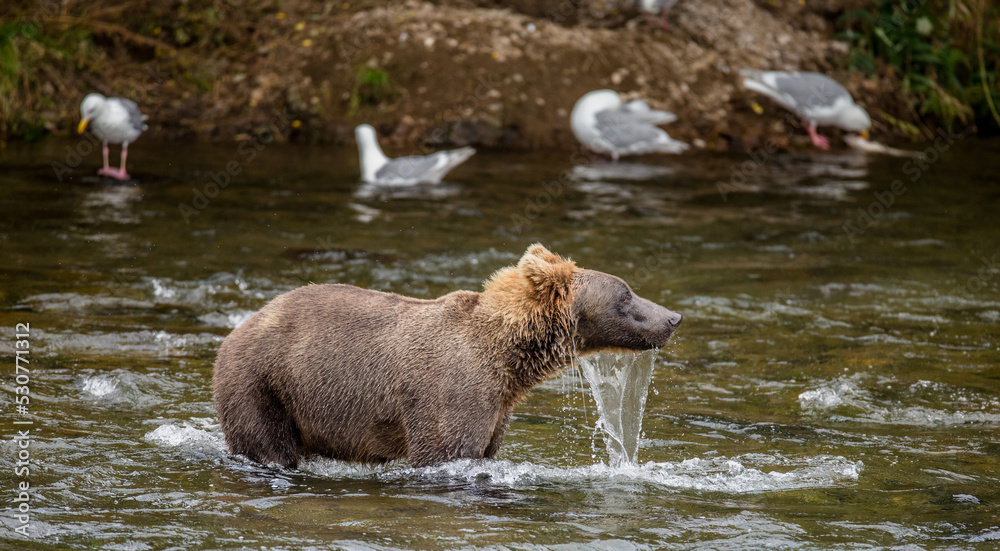 Alaska Peninsula brown bear (Ursus arctos horribilis) is catching salmon in the river. USA. Alaska. Katmai National Park. Alaska Peninsula brown bear (Ursus arctos horribilis) is catching salmon in the river. USA. Alaska. Katmai National Park.