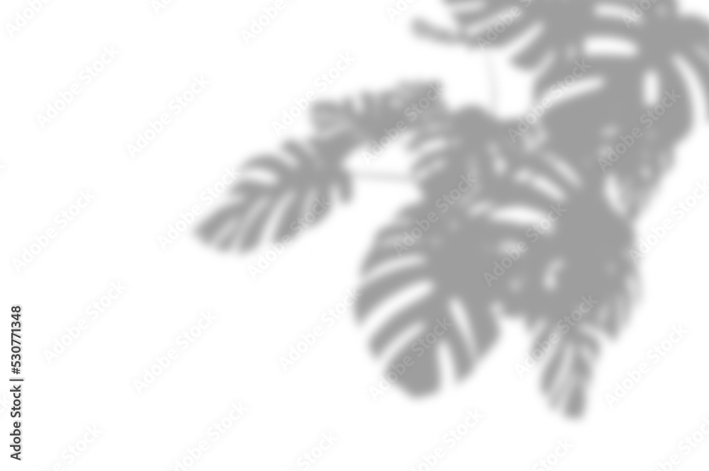 PALM SHADOWS | HOJAS DE PALMERA PALM SHADOWS | HOJAS DE PALMERA