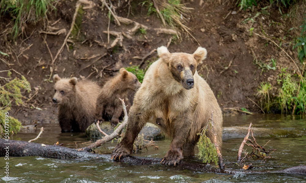 Obraz premium Mother Alaska Peninsula brown bear (Ursus arctos horribilis) with cub in the river. USA. Alaska. Katmai National Park.