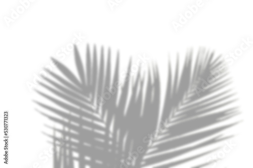 PALM SHADOWS | HOJAS DE PALMERA