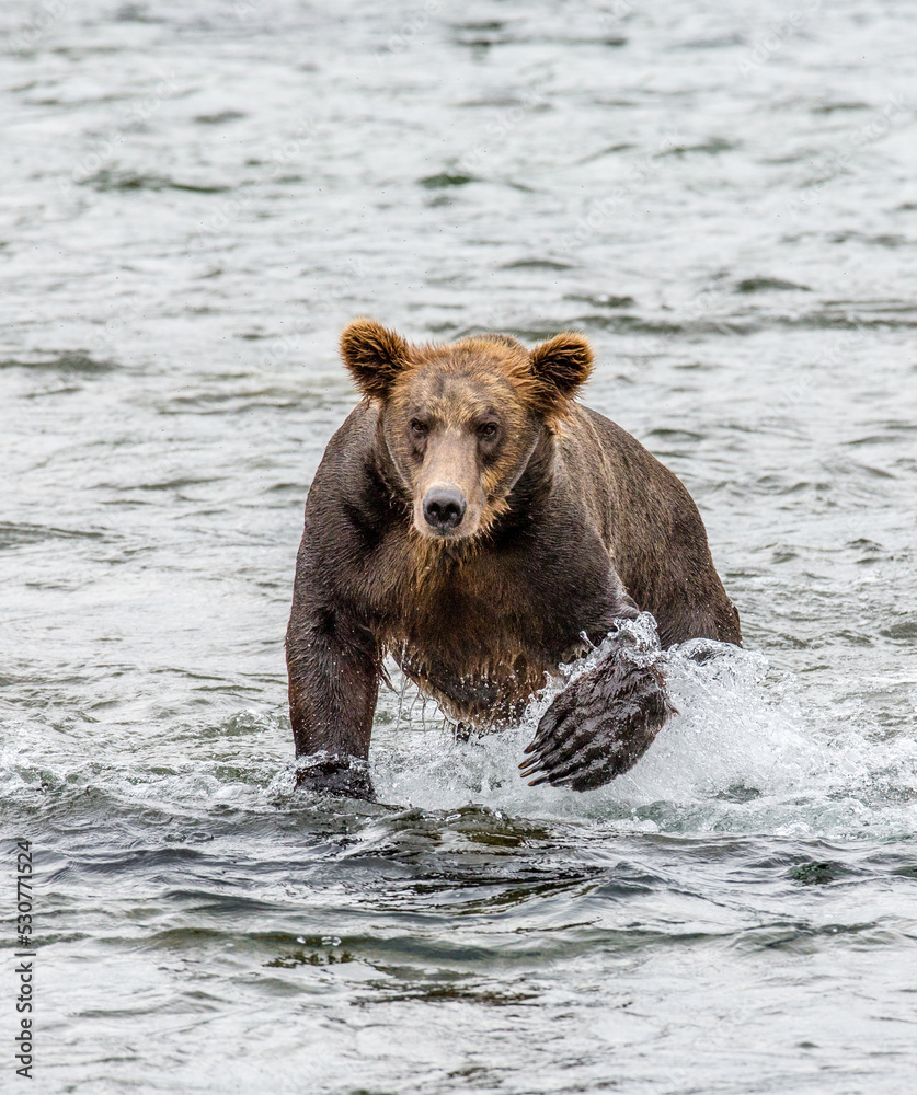 Alaska Peninsula brown bear (Ursus arctos horribilis) is walking along the river. USA. Alaska. Katmai National Park. Alaska Peninsula brown bear (Ursus arctos horribilis) is walking along the river. USA. Alaska. Katmai National Park.