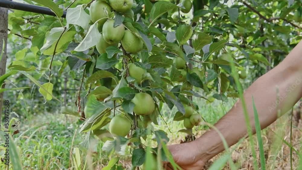 Une agriculteur cueille des pommes pour alléger la branche de son arbre dans son verger