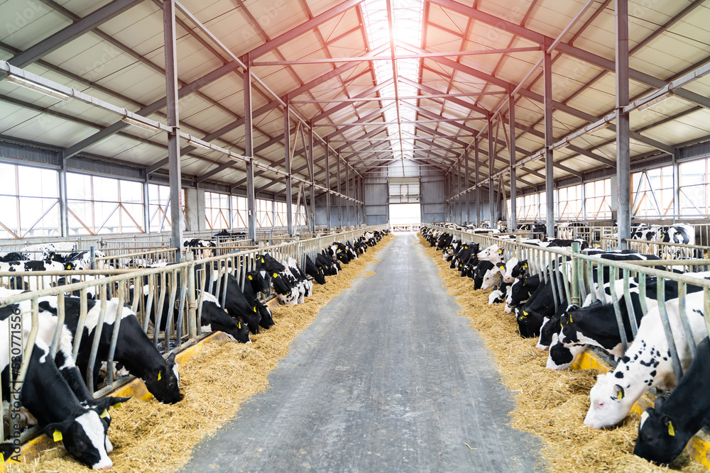 Hangar of cows feeding. Animal domestic ranching. Milk farming. - obrazy, fototapety, plakaty 
