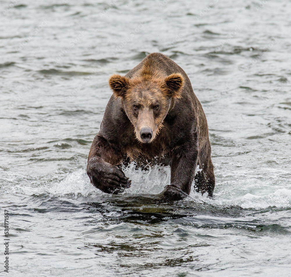Alaska Peninsula brown bear (Ursus arctos horribilis) is walking along the river. USA. Alaska. Katmai National Park. Alaska Peninsula brown bear (Ursus arctos horribilis) is walking along the river. USA. Alaska. Katmai National Park.