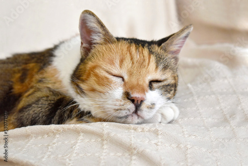 Calico cat sleeping on the sofa at home. Happy tabby cat relaxing in a house. 