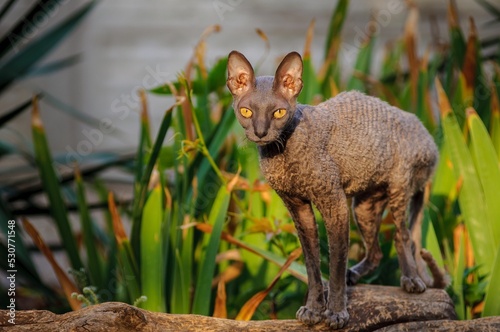 Fotografía Cornish Rex is a breed of domestic cat