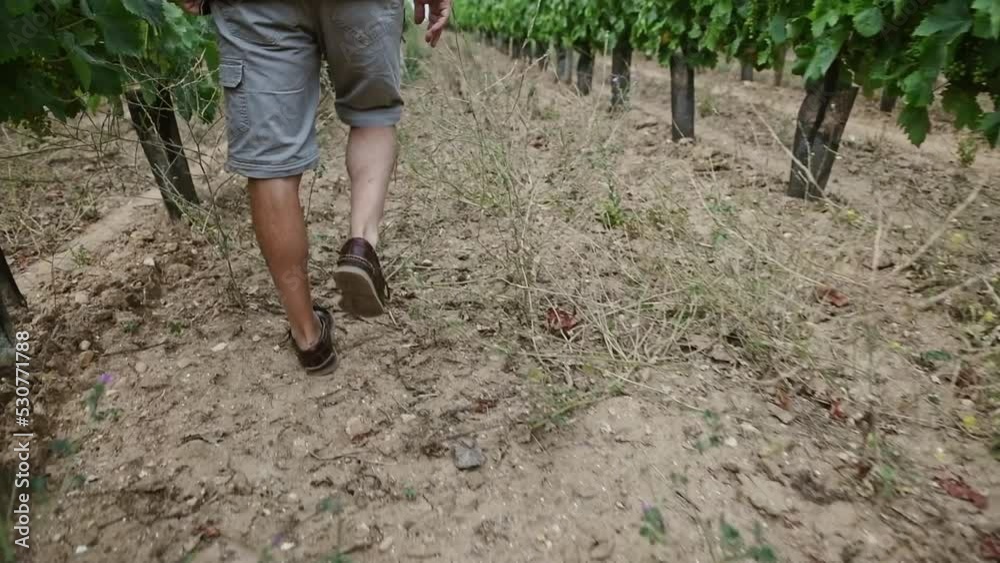 Un viticulteur marche sur un chemin en short beige et  au milieu des vignes