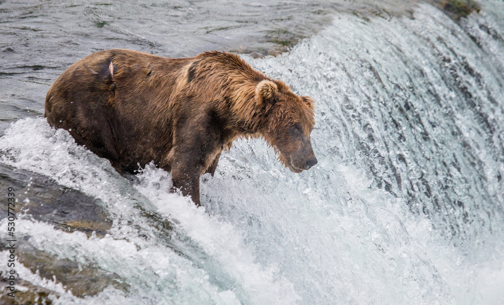 Alaska Peninsula brown bear (Ursus arctos horribilis) is catching salmon in the river. USA. Alaska. Katmai National Park. Alaska Peninsula brown bear (Ursus arctos horribilis) is catching salmon in the river. USA. Alaska. Katmai National Park.