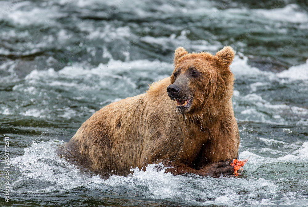 Alaska Peninsula brown bear (Ursus arctos horribilis) is eating salmon in the river. USA. Alaska. Katmai National Park.
