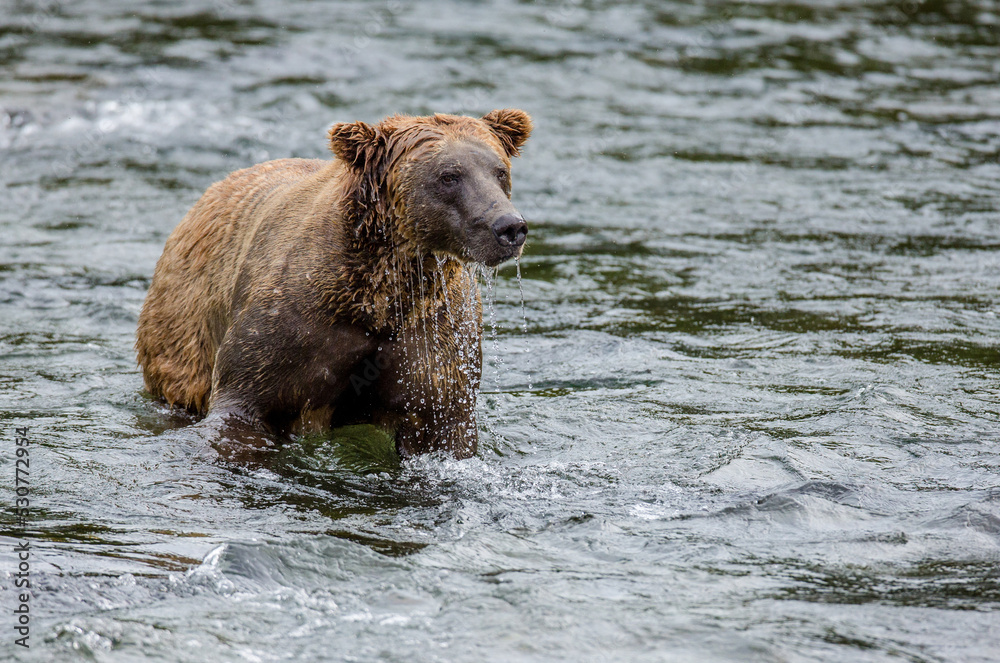 Alaska Peninsula brown bear (Ursus arctos horribilis) is standing in the river. USA. Alaska. Katmai National Park. Alaska Peninsula brown bear (Ursus arctos horribilis) is standing in the river. USA. Alaska. Katmai National Park.