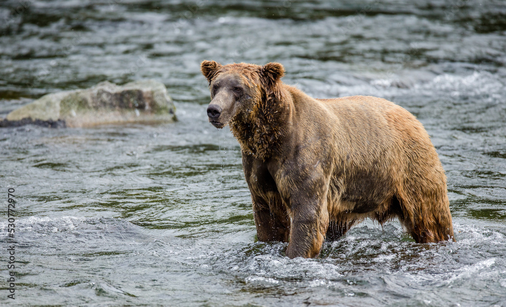 Alaska Peninsula brown bear (Ursus arctos horribilis) is standing in the river. USA. Alaska. Katmai National Park. Alaska Peninsula brown bear (Ursus arctos horribilis) is standing in the river. USA. Alaska. Katmai National Park.