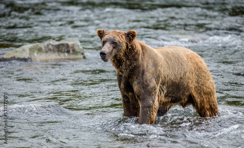 Alaska Peninsula brown bear (Ursus arctos horribilis) is standing in the river. USA. Alaska. Katmai National Park. © gudkovandrey