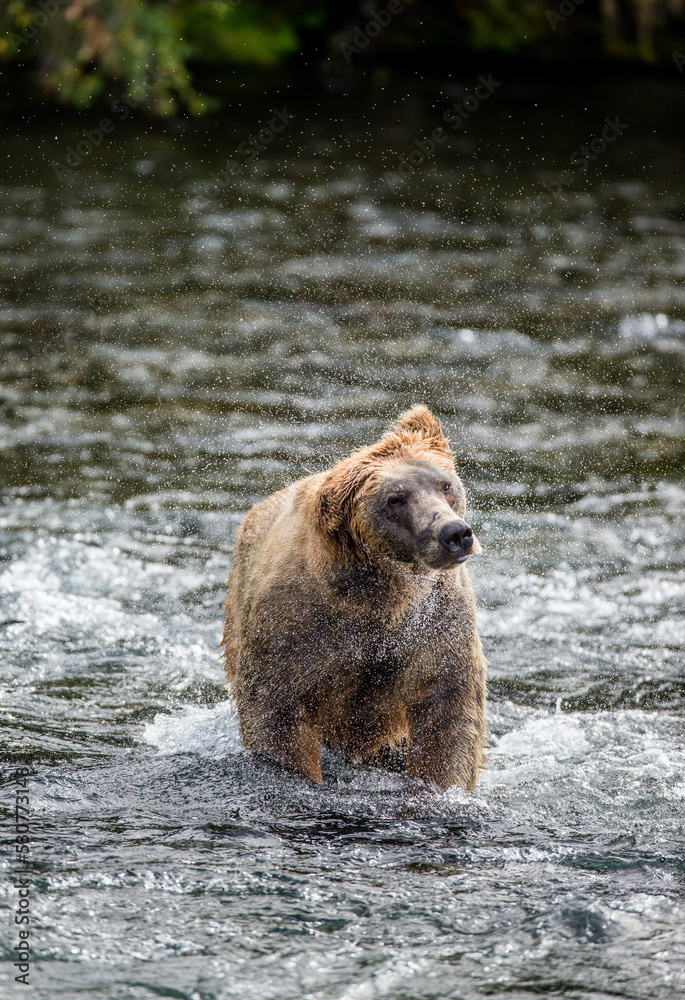 Alaska Peninsula brown bear (Ursus arctos horribilis) is shaking off water surrounded by splashes. USA. Alaska. Katmai National Park. Alaska Peninsula brown bear (Ursus arctos horribilis) is shaking off water surrounded by splashes. USA. Alaska. Katmai National Park.