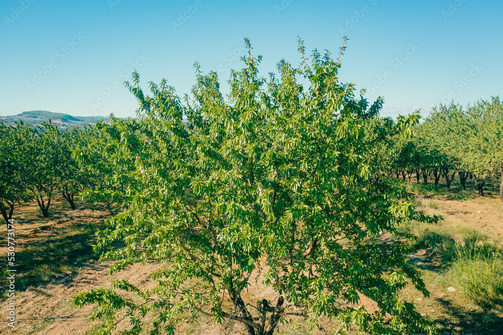 Almond Tree Orchards Long alley of almond trees plantation view from drone