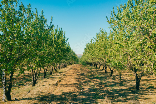Fototapeta Naklejka Na Ścianę i Meble -  Almond Tree Orchards Long alley of almond trees plantation view from drone