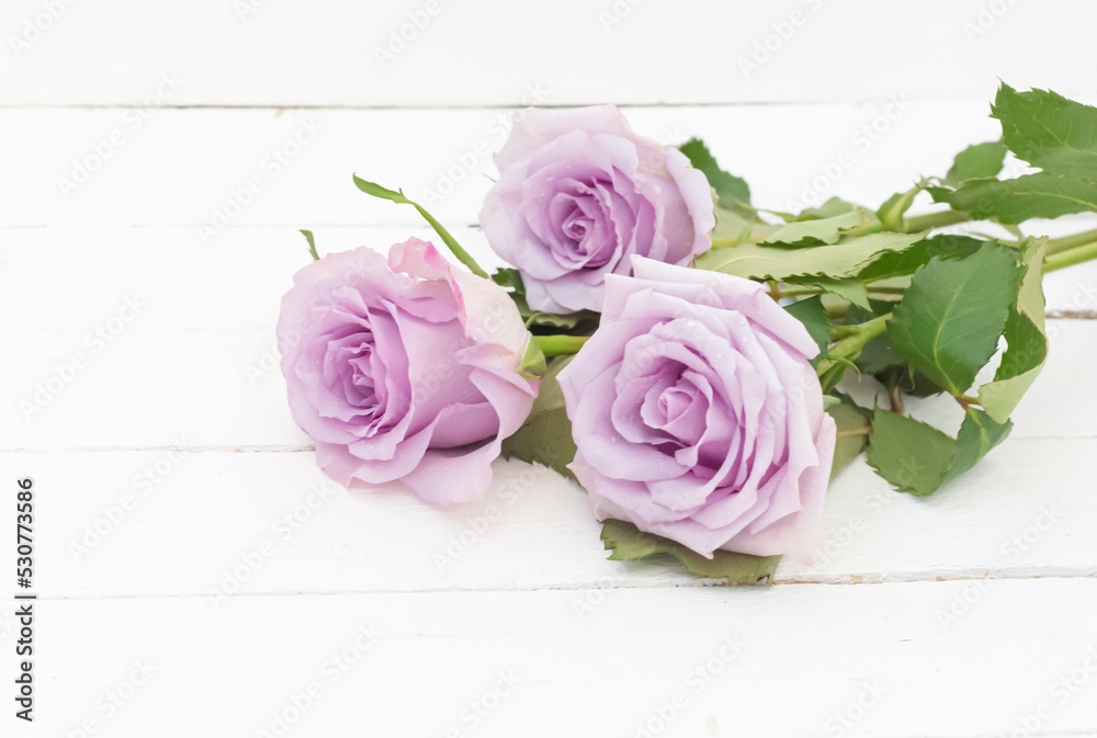 three purple roses on a white painted wooden background