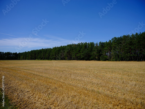 Moved field hay harvest yellow  blue sky  and green forest.