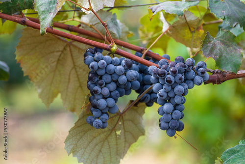Wallpaper Mural blue Red black grapes ripe hanging vine  in autumn day harvest  Clusters champagne background   Beautiful leaves  garden Row of vineyards Moldova Europe. Torontodigital.ca