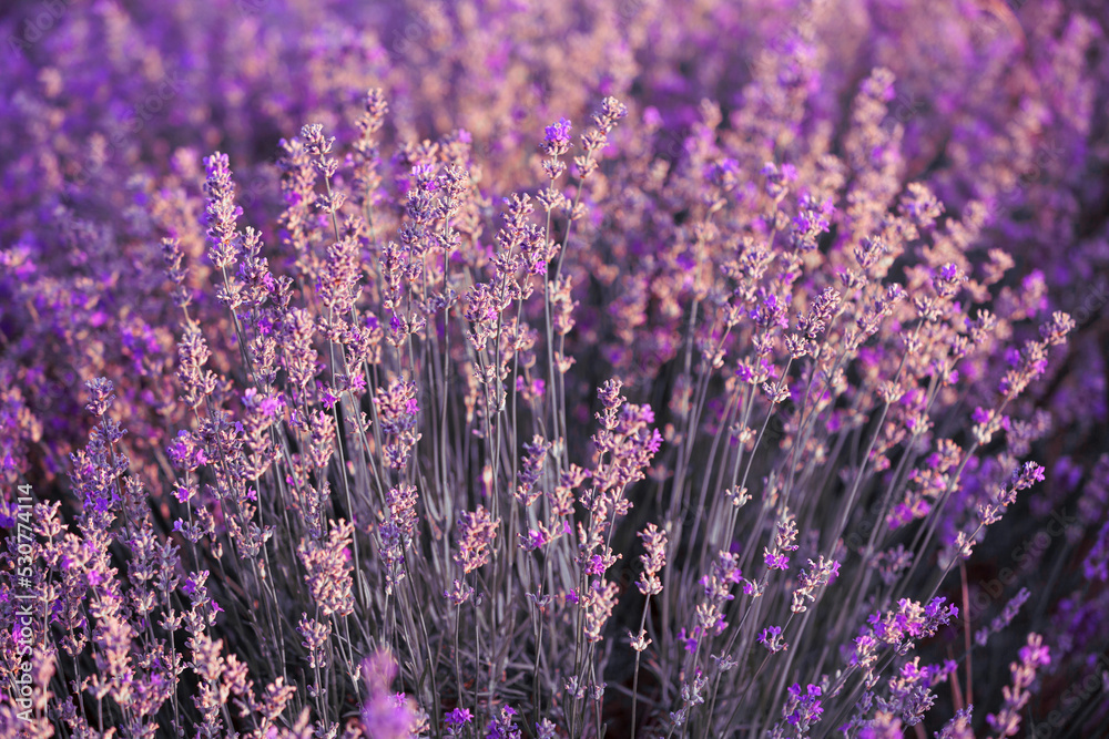 Fototapeta premium Violet lavender field close up