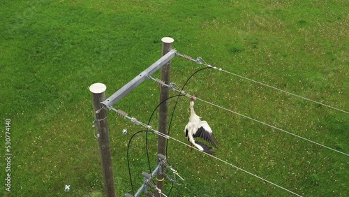 Electrocuted white stork caught in power line hazard, overhead aerial dead bird