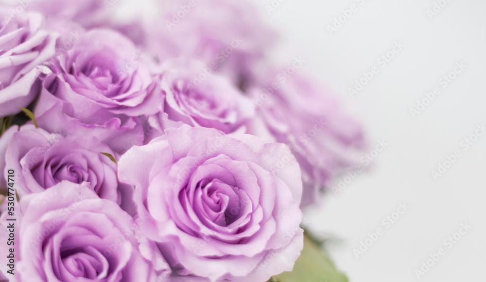 a bouquet of delicate purple roses in soft focus with a copy of the space a bouquet of delicate purple roses in soft focus with a copy of the space