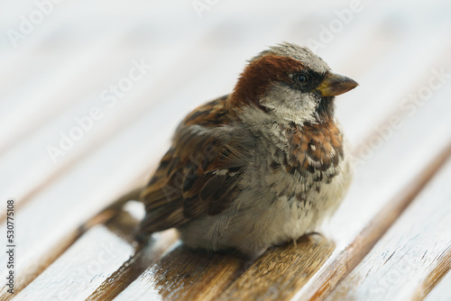 House Sparrow (Passer domesticus) perched on a table.