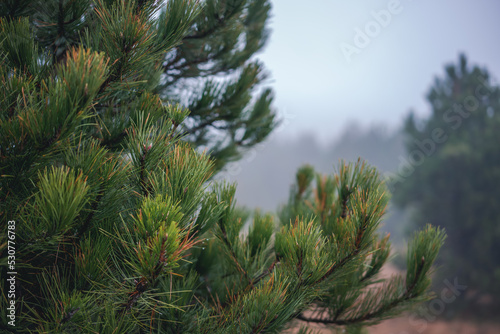 Fluffy spruce branch against the background of a foggy forest. Autumn cloudy weather concept. Beauty nature background and texture