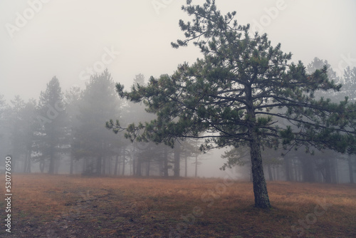 Spruce against the background of a foggy forest. Autumn cloudy weather concept. Beauty nature background