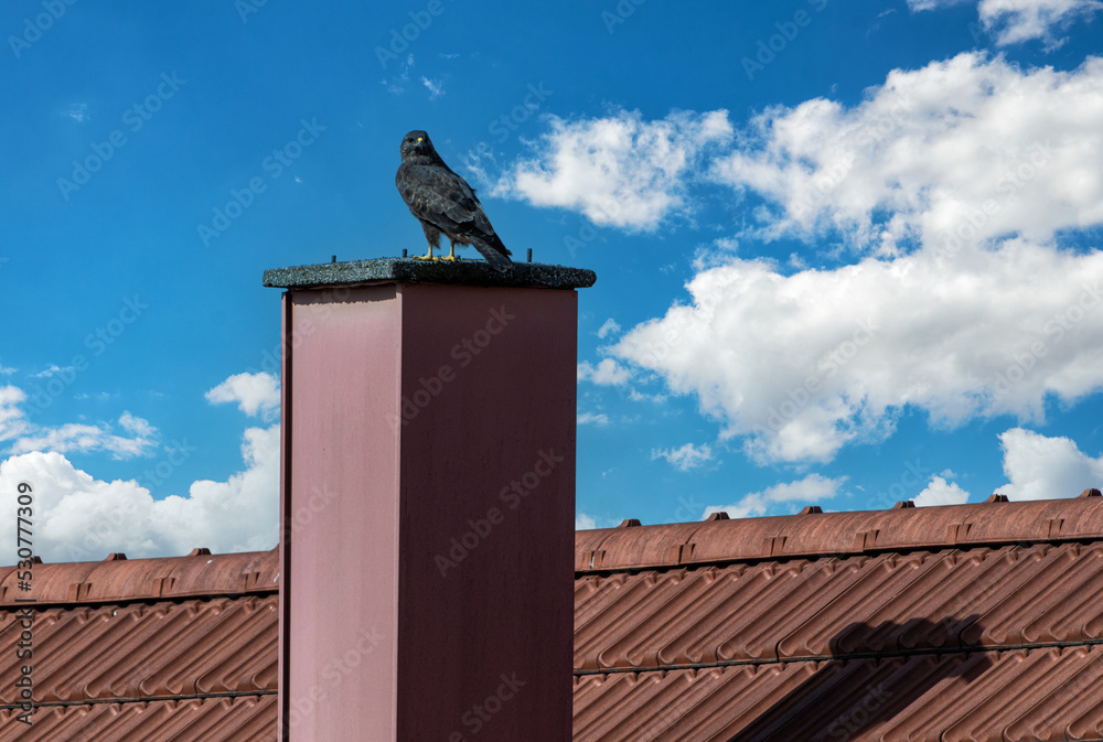 Obraz premium Mäusebussard auf einem Schornstein