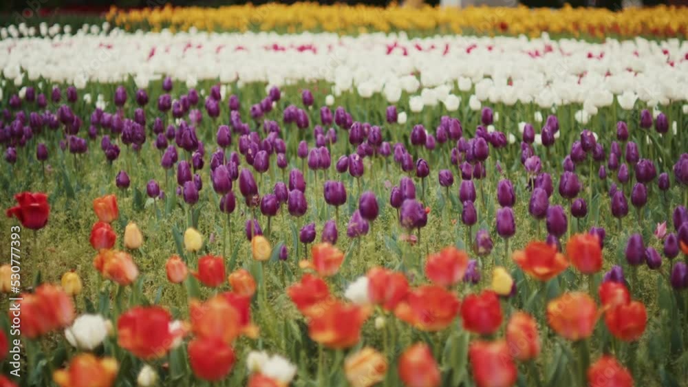 花 公園 花 公園