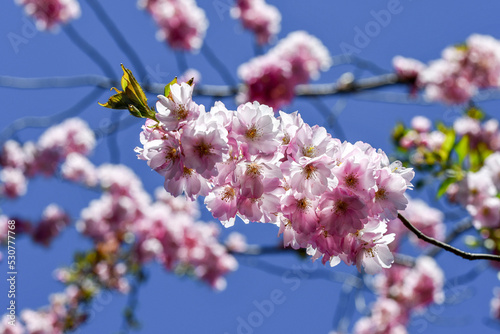 Photo of pink flowers of a tree in spring