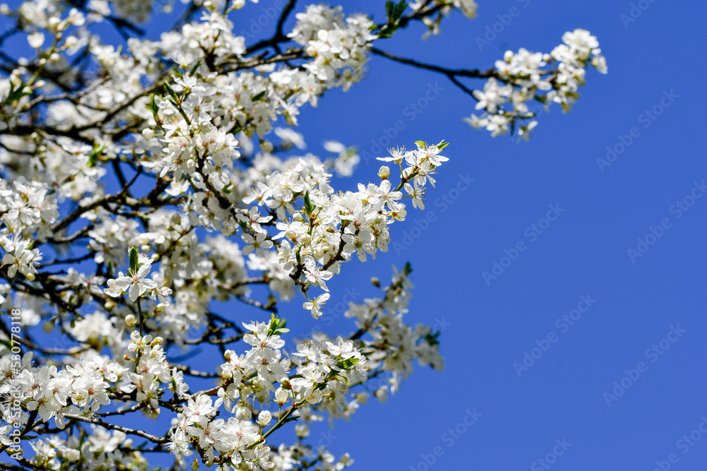 Photo of white flowers of a tree in spring Photo of white flowers of a tree in spring