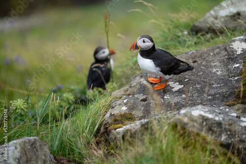 pareja de pájaros frailecillos sobre roca 