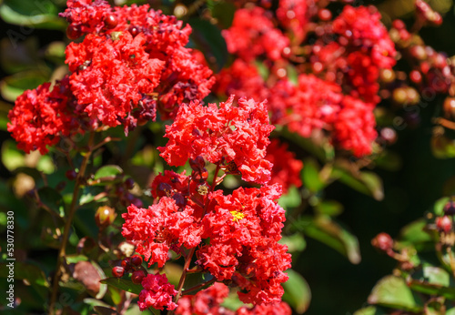 Lagerstroemia indica in blossom. Beautiful bright red flowers with red berries on Сrape myrtle tree on green background. Selective focus. Lyric motif for design. photo