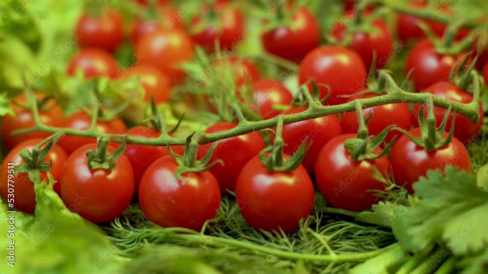 Harvest Of Ripe Cherry Tomatoes, Close-up, Tomatoes in Greens and Lettuce Leaves, Rotation. Isolated Fresh Tomatoes. Vegan Food. Abstract Tomatoes Background. Vegetables Harvest Of Ripe Cherry Tomatoes, Close-up, Tomatoes in Greens and Lettuce Leaves, Rotation. Isolated Fresh Tomatoes. Vegan Food. Abstract Tomatoes Background. Vegetables