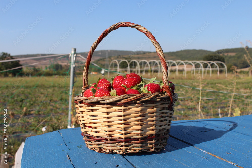fresh ripe strawberries in basket over wooden blue table with green field background, concept close up photo of raspberries in basket fresh ripe strawberries in basket over wooden blue table with green field background, concept close up photo of raspberries in basket